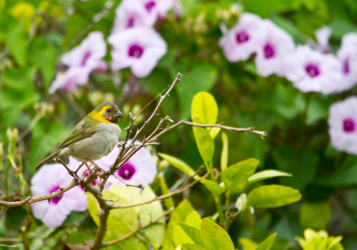 Dit uiterst beweeglijke, ca. 9 cm. grote vogeltje is endemisch voor Cuba en de Bahama's.