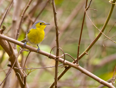 Deze zanger vormt samen met de Yellow-headed warbler de familie der Teretistridae, de Cubaanse zangers. Deze familie is dus endemisch voor Cuba. De Yellow-headed komt uitsluitend voor op West Cuba, de Oriente Warbler, hoe kan het anders, op Oost Cuba.