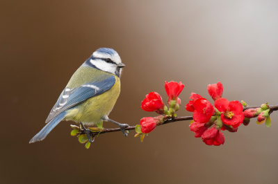 <i class='fa fa-user'></i> Freddy69 |   Pimpelmees  <i class='fa fa-eye'> 262</i>  <i class='fa fa-thumbs-up'> 11</i>   <i class='fa fa-comment-o'> 19</i>