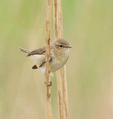 <i class='fa fa-user'></i> Leo Tukker |   Tjiftjaf  <i class='fa fa-eye'> 327</i>  <i class='fa fa-thumbs-up'> 5</i>   <i class='fa fa-comment-o'> 7</i>