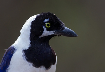 <i class='fa fa-user'></i> charlysax |   Witstaartgaai  <i class='fa fa-eye'> 152</i>  <i class='fa fa-thumbs-up'> 5</i>   <i class='fa fa-comment-o'> 3</i>