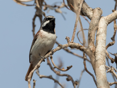 <i class='fa fa-user'></i> Paul van Giersbergen |   Roodstaartvanga  <i class='fa fa-eye'> 107</i>   <i class='fa fa-comment-o'> 0</i>