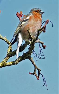 Ik woon vlak bij een begraafplaats en dus veel vogels te zien. Ik weet eigenlijk niet waar ik moet beginnen, eerste plaatje geschoten. Men zegt vaak de kat uit de boom kijken, maar nu voor mij de vogel uit de boom kijken.
Wie heeft tips voor mij. Dit is mijn 1ste foto
