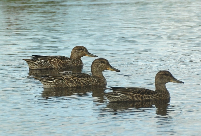 <i class='fa fa-user'></i> h.j.de groot | Wintertaling  <i class='fa fa-eye'> 552</i>  <i class='fa fa-thumbs-up'> 1</i>   <i class='fa fa-comment-o'> 1</i>