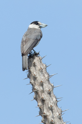 <i class='fa fa-user'></i> Paul van Giersbergen |   Lafresnayes Vanga  <i class='fa fa-eye'> 143</i>  <i class='fa fa-thumbs-up'> 1</i>   <i class='fa fa-comment-o'> 1</i>