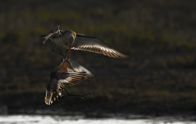 <i class='fa fa-user'></i> Eric Gibcus |   Grutto  <i class='fa fa-eye'> 348</i>  <i class='fa fa-thumbs-up'> 9</i>   <i class='fa fa-comment-o'> 12</i>