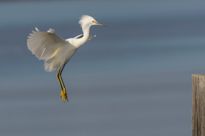 Hier langs Shoreline Bay een vrij algemene soort.
Zag hem aankomen vliegen,wat de gelegenheid gaf voor een aantal clicks.