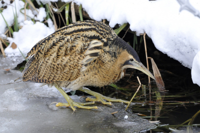 <i class='fa fa-user'></i> Gerard Visser |   Roerdomp  <i class='fa fa-eye'> 393</i>  <i class='fa fa-thumbs-up'> 22</i>   <i class='fa fa-comment-o'> 18</i>