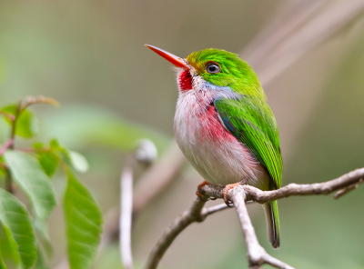 <i class='fa fa-user'></i> gras4711 |   Cubaanse Todie  <i class='fa fa-eye'> 708</i>  <i class='fa fa-thumbs-up'> 18</i>   <i class='fa fa-comment-o'> 11</i>