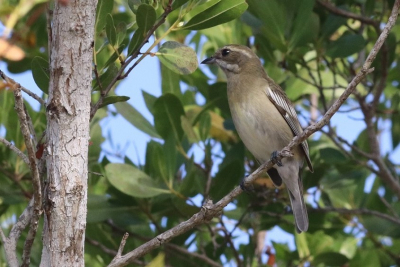 <i class='fa fa-user'></i> Gerard E |   Westelijke Spindalis  <i class='fa fa-eye'> 122</i>   <i class='fa fa-comment-o'> 1</i>