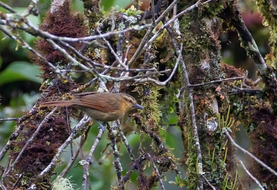 <i class='fa fa-user'></i> charlysax |   Grijsbrauwstekelstaart  <i class='fa fa-eye'> 170</i>  <i class='fa fa-thumbs-up'> 2</i>   <i class='fa fa-comment-o'> 2</i>