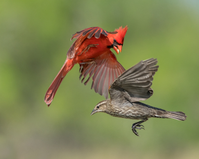 <i class='fa fa-user'></i> GeneGwin |   Rode Kardinaal  <i class='fa fa-eye'> 411</i>  <i class='fa fa-thumbs-up'> 18</i>   <i class='fa fa-comment-o'> 10</i>