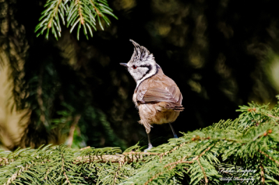 De kuifmees is een niet alledaagse vogel in onze streek. Deze ging er mooi voor zitten . vooral het kuifje was prachtig te zien