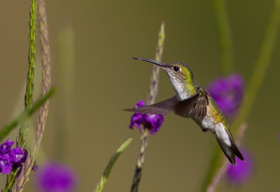 <i class='fa fa-user'></i> charlysax |   Sneeuwbuikamazilia  <i class='fa fa-eye'> 151</i>  <i class='fa fa-thumbs-up'> 11</i>   <i class='fa fa-comment-o'> 7</i>