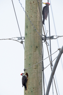 <i class='fa fa-user'></i> jan Luit |   Noord-Amerikaanse Helmspecht  <i class='fa fa-eye'> 227</i>  <i class='fa fa-thumbs-up'> 3</i>   <i class='fa fa-comment-o'> 7</i>