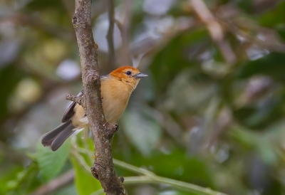 <i class='fa fa-user'></i> charlysax |   Taanbuiktangare  <i class='fa fa-eye'> 120</i>  <i class='fa fa-thumbs-up'> 4</i>   <i class='fa fa-comment-o'> 0</i>