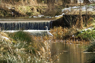 Een sfeerplaatje van een Grote Zilverreiger. Hij kreeg even rust van de Blauwe reigers om een visje te vangen.