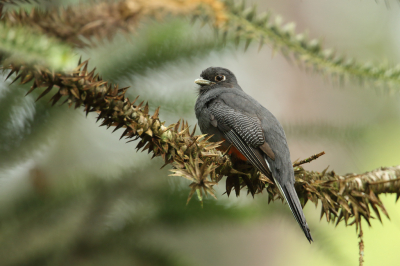 <i class='fa fa-user'></i> Martjan Lammertink |   Surucutrogon  <i class='fa fa-eye'> 182</i>  <i class='fa fa-thumbs-up'> 8</i>   <i class='fa fa-comment-o'> 4</i>