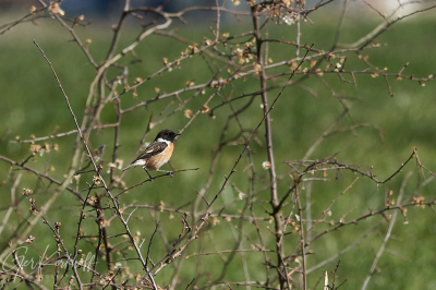 Met het mooie weer deze opname gemaakt op afstand met 400mm. In weiland bij bosje.