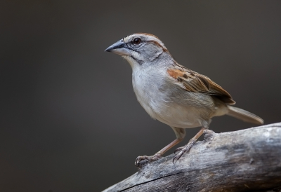 <i class='fa fa-user'></i> charlysax |   Stolzmanns Gors  <i class='fa fa-eye'> 127</i>  <i class='fa fa-thumbs-up'> 5</i>   <i class='fa fa-comment-o'> 3</i>