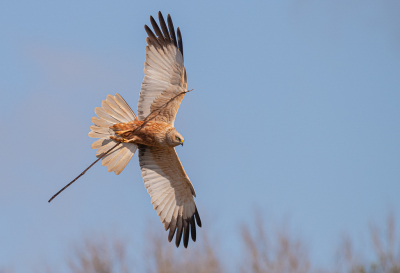 Ze zijn weer druk aan het nestelen in de biesbosch. De man bruine kiekendief vliegt af en aan met takken direct langs de openbare weg.