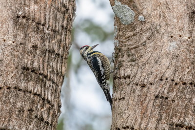 <i class='fa fa-user'></i> Louis56 |   Geelbuiksapspecht  <i class='fa fa-eye'> 171</i>  <i class='fa fa-thumbs-up'> 2</i>   <i class='fa fa-comment-o'> 2</i>