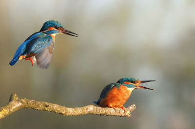 <i class='fa fa-user'></i> corvanspijk |   IJsvogel  <i class='fa fa-eye'> 355</i>  <i class='fa fa-thumbs-up'> 28</i>   <i class='fa fa-comment-o'> 16</i>