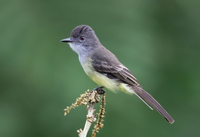 <i class='fa fa-user'></i> charlysax |   Kortkuiftiran  <i class='fa fa-eye'> 157</i>  <i class='fa fa-thumbs-up'> 13</i>   <i class='fa fa-comment-o'> 6</i>