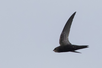 <i class='fa fa-user'></i> Paul van Giersbergen |   Madagaskargierzwaluw  <i class='fa fa-eye'> 170</i>   <i class='fa fa-comment-o'> 0</i>