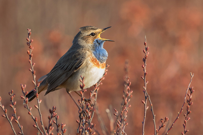 Vanmorgen met het eerste licht deze Blauwborst op de Gagel kunnen fotograferen.