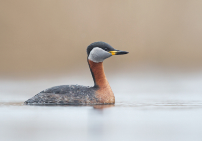 <i class='fa fa-user'></i> keesvanderklauw |   Roodhalsfuut  <i class='fa fa-eye'> 529</i>  <i class='fa fa-thumbs-up'> 24</i>   <i class='fa fa-comment-o'> 15</i>