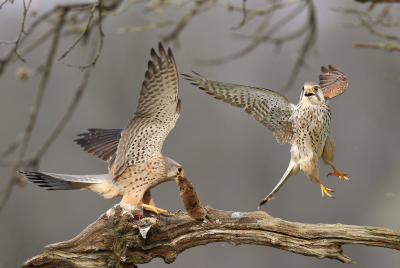 <i class='fa fa-user'></i> Gejo Wassink |   Torenvalk  <i class='fa fa-eye'> 738</i>  <i class='fa fa-thumbs-up'> 49</i>   <i class='fa fa-comment-o'> 24</i>