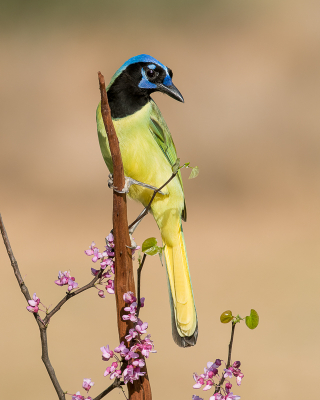 <i class='fa fa-user'></i> GeneGwin |   Groene Gaai  <i class='fa fa-eye'> 217</i>  <i class='fa fa-thumbs-up'> 4</i>   <i class='fa fa-comment-o'> 4</i>