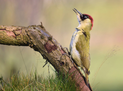 <i class='fa fa-user'></i> Ido |   Groene Specht  <i class='fa fa-eye'> 428</i>  <i class='fa fa-thumbs-up'> 24</i>   <i class='fa fa-comment-o'> 14</i>