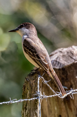 <i class='fa fa-user'></i> Louis56 |   Cubaanse Koningstiran  <i class='fa fa-eye'> 117</i>   <i class='fa fa-comment-o'> 0</i>