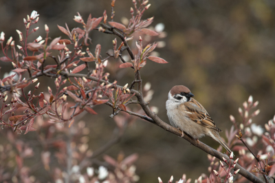 <i class='fa fa-user'></i> Wil Doorn-Meijne |   Ringmus  <i class='fa fa-eye'> 454</i>  <i class='fa fa-thumbs-up'> 11</i>   <i class='fa fa-comment-o'> 13</i>