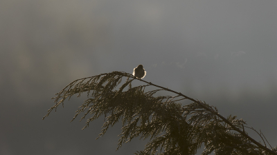 Genomen om 07:05 uur in de ochtend bij lichte vorst en opkomende zon.
Zo klein, zo hard, zo zacht de adem.