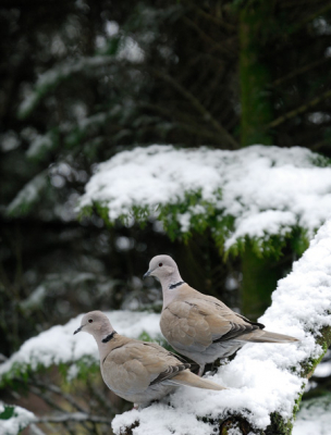 Vanuit het schuilhutje in mijn tuin gemaakt. Over de kleuren en scherpte van mijn D200 ben ik dik tevreden.
Spotmeting gebruikt en de AF-S convertor.
1/125  F4.8 en geen belichtingscorrectie.