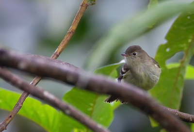 <i class='fa fa-user'></i> charlysax |   Andeselenia  <i class='fa fa-eye'> 130</i>  <i class='fa fa-thumbs-up'> 2</i>   <i class='fa fa-comment-o'> 2</i>