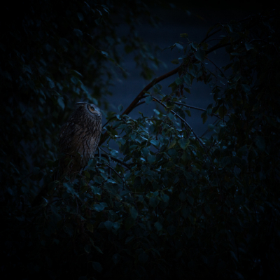 <i class='fa fa-user'></i> LeerdammerKees |   Ransuil  <i class='fa fa-eye'> 499</i>  <i class='fa fa-thumbs-up'> 27</i>   <i class='fa fa-comment-o'> 23</i>