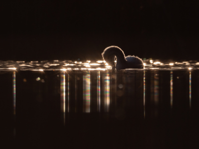 <i class='fa fa-user'></i> Vincent Vuik |   Fuut  <i class='fa fa-eye'> 482</i>  <i class='fa fa-thumbs-up'> 27</i>   <i class='fa fa-comment-o'> 15</i>