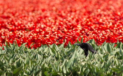 Door de Corona perikelen krijgen de vogels nu alle ruimte in de bollenvelden. Weer eens wat anders dan een foto van een groep toeristen tussen de tulpen.