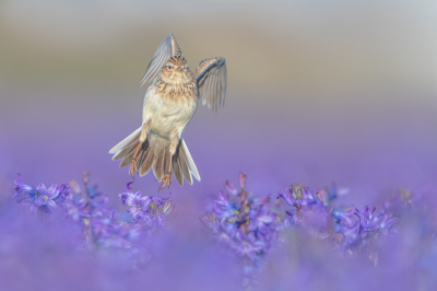 <i class='fa fa-user'></i> Hans Overduin |   Veldleeuwerik  <i class='fa fa-eye'> 553</i>  <i class='fa fa-thumbs-up'> 41</i>   <i class='fa fa-comment-o'> 22</i>