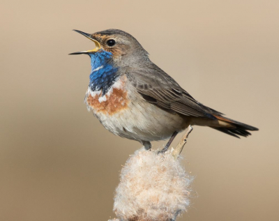 <i class='fa fa-user'></i> Kees Kugel |   Blauwborst  <i class='fa fa-eye'> 355</i>  <i class='fa fa-thumbs-up'> 14</i>   <i class='fa fa-comment-o'> 10</i>