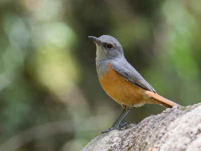 <i class='fa fa-user'></i> Paul van Giersbergen |   Bosrotslijster  <i class='fa fa-eye'> 148</i>  <i class='fa fa-thumbs-up'> 1</i>   <i class='fa fa-comment-o'> 0</i>