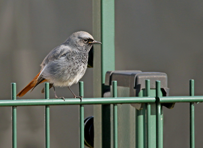 Ik zag in een flits een vogeltje opvliegen. Ik keek waar hij heen vloog en zag dat hij tussen de spijlen van een hek landde. Het was een zwarte roodstaart. Hij hipte van het hek naar de grond en weer naar het hek waar hij steeds even bleef zitten.
Zo had ik tijd om vanuit de auto even een paar fotos te maken.
Groeten, Rob