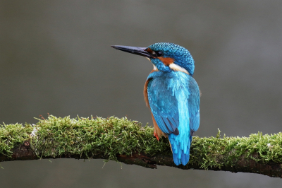 Wat een geweldige kleuren en wat een plezier veroorzaakt dit schitterende vogeltje bij menig fotograaf.
Als het kan zo mooi mogelijk vastleggen zonder ze te verstoren.