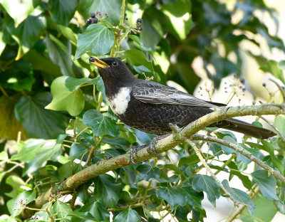 <i class='fa fa-user'></i> henkdikkers |   Beflijster  <i class='fa fa-eye'> 286</i>  <i class='fa fa-thumbs-up'> 16</i>   <i class='fa fa-comment-o'> 15</i>