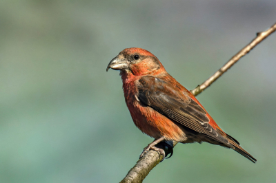 Tijdens een van mijn wandelingen in Averbode (Vlaams-Brabant) merkte ik een groepje kruisbekken op redelijk hoog in de bomen...mijn statief opgesteld en hopend dat ze wat zouden afdalen, en dat deed er eentje , ging vlak op een tak redelijk laag bij de grond recht voor mijn lens zitten...geluk ...