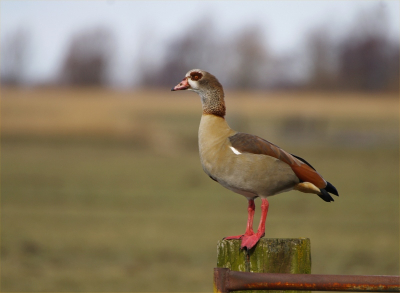 veel nijlganzen in de omgeving van het alkmaardermeer, maar waar niet tegenwoordig.
200iso F6.7 1/500